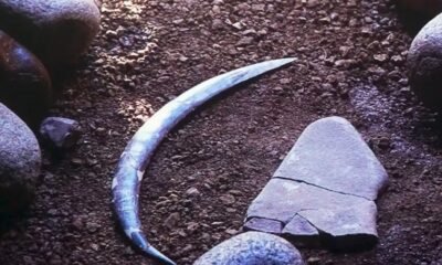 Obłazowa Cave mammoth tusk boomerang fossil Poland