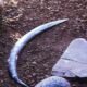 Obłazowa Cave mammoth tusk boomerang fossil Poland