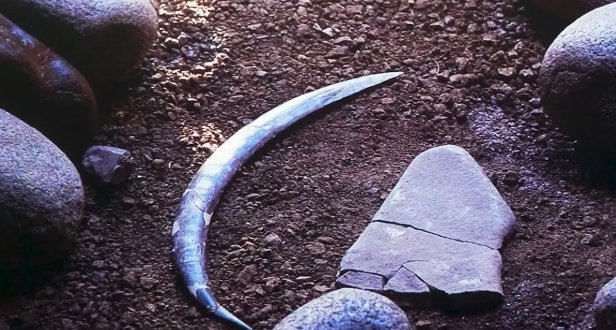 Obłazowa Cave mammoth tusk boomerang fossil Poland