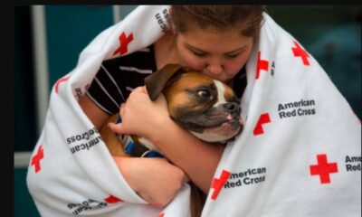 Pet Preparedness Month, Red Cross pet safety, pet go bag