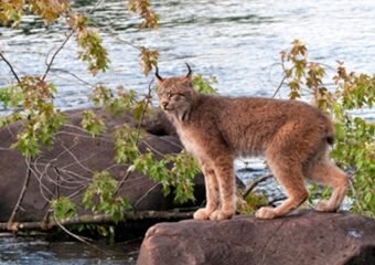 colorado parks and wildlife illegal animal trafficking arrest