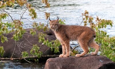 colorado parks and wildlife illegal animal trafficking arrest