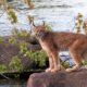 colorado parks and wildlife illegal animal trafficking arrest