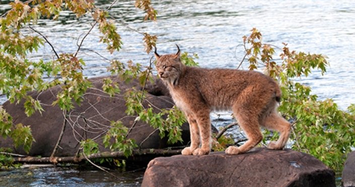colorado parks and wildlife illegal animal trafficking arrest