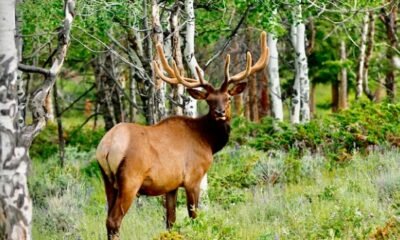 colorado wildlife habitat program landowner grant CPW