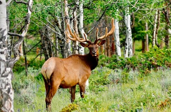 colorado wildlife habitat program landowner grant CPW