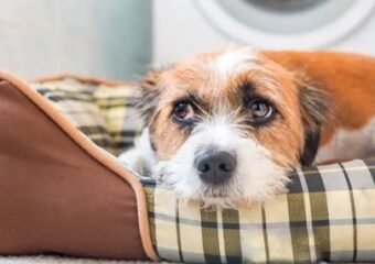 dog scared fireworks fourth of july humane fort wayne
