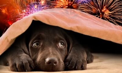 dog scared fireworks fourth of july usa safety tips