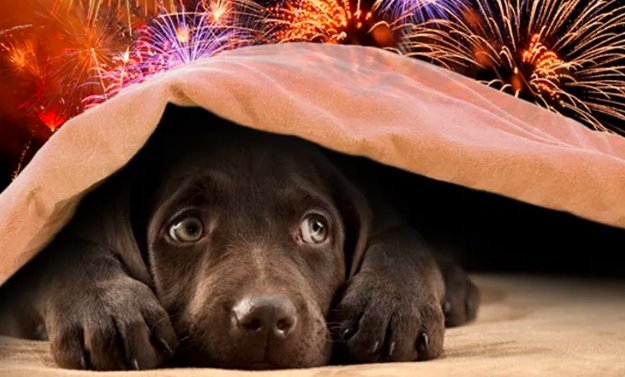 dog scared fireworks fourth of july usa safety tips