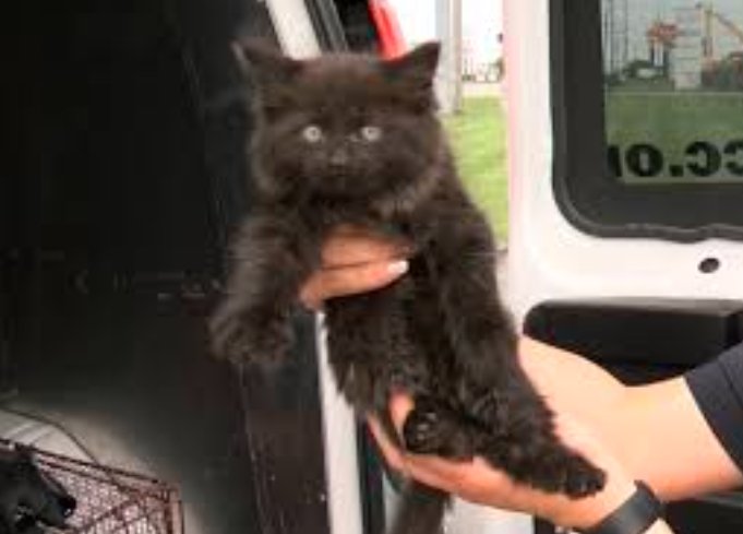 fort wayne police kitten storm drain rescue