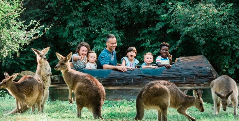 fort wayne zoo kangaroo water cooling summer heat
