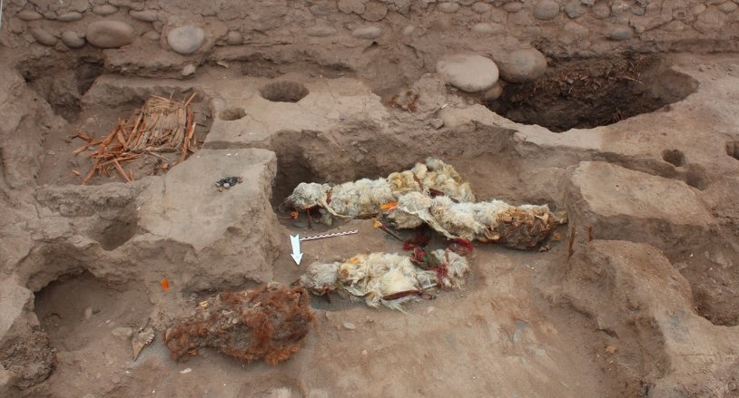 inca sacrificial llamas tambo viejo mummified peru