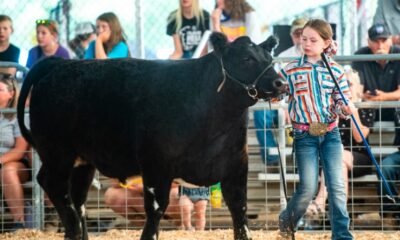 mesa county catch a heifer cattle ranching youth program colorado