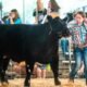 mesa county catch a heifer cattle ranching youth program colorado