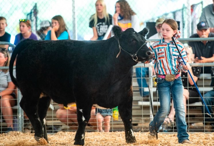mesa county catch a heifer cattle ranching youth program colorado