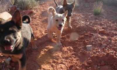 underdog animal rescue dog adoption event at winery grand junction