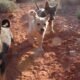 underdog animal rescue dog adoption event at winery grand junction