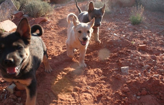 underdog animal rescue dog adoption event at winery grand junction