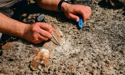 Alberta boy dinosaur fossil discovery Horseshoe Canyon