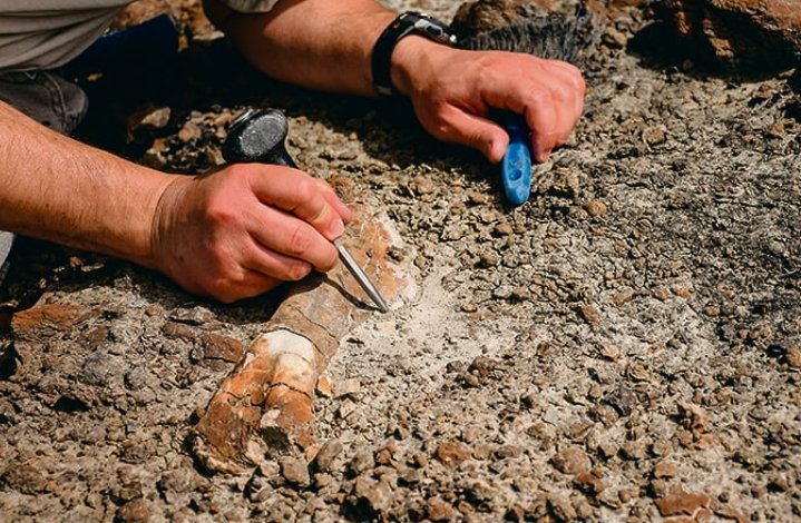 Alberta boy dinosaur fossil discovery Horseshoe Canyon