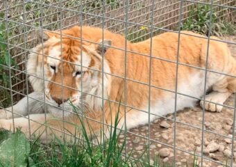 Black Pine Animal Sanctuary animals Fort Wayne
