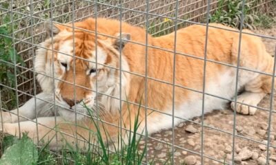 Black Pine Animal Sanctuary animals Fort Wayne