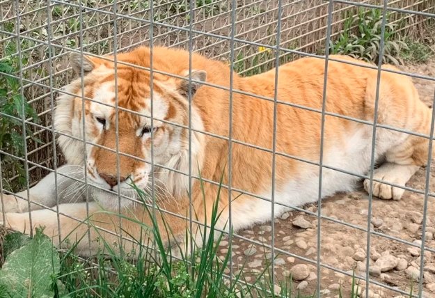 Black Pine Animal Sanctuary animals Fort Wayne