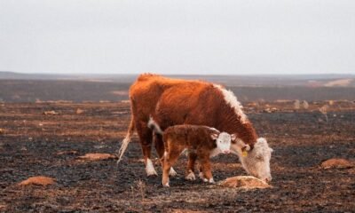 Grazing Land Goes Up in Smoke Before It's Even Used