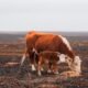 Grazing Land Goes Up in Smoke Before It's Even Used