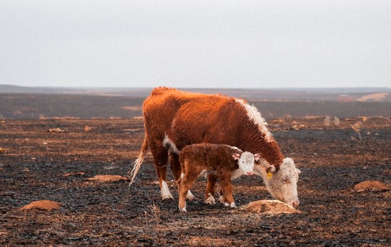 Grazing Land Goes Up in Smoke Before It's Even Used