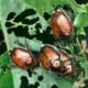 Japanese Beetle on rose leaf Colorado garden