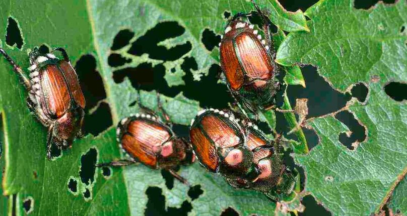 Japanese Beetle on rose leaf Colorado garden
