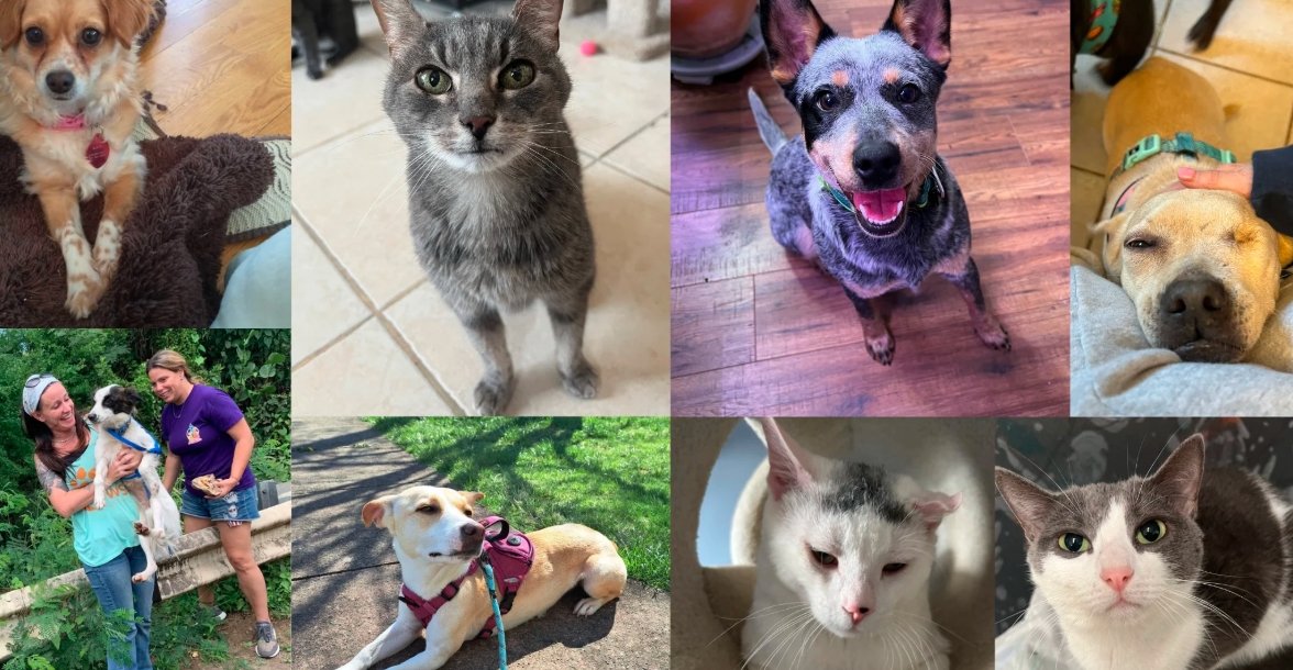 Northglenn animal rescue 2025, Riverdale Animal Shelter dogs cats