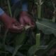 Olathe sweet corn harvest, corn earworm inspection,