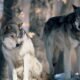 colorado parks and wildlife wolf program july 2025 commission meeting