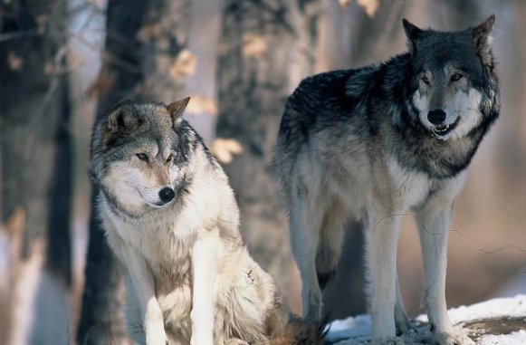 colorado parks and wildlife wolf program july 2025 commission meeting
