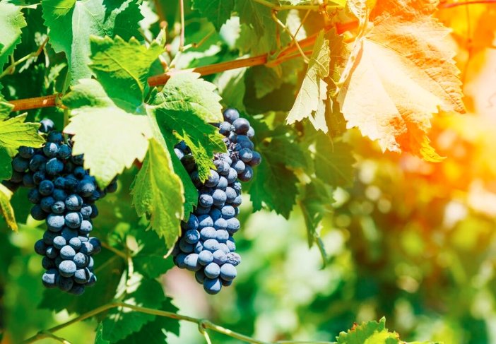 colorado wildfire vineyard smoke palisade grapes