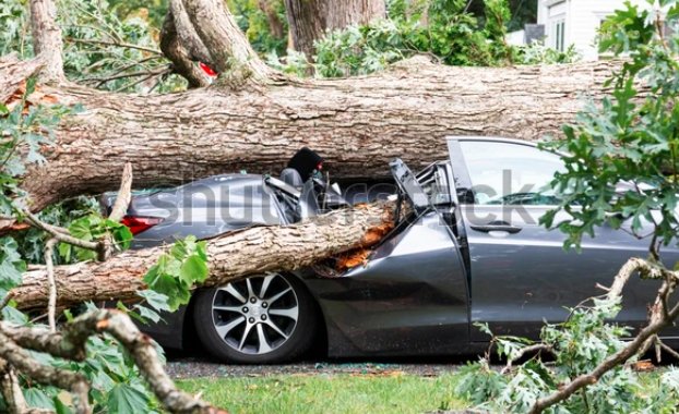 fallen tree limb accident south bend indiana