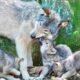 gray wolf copper creek colorado cattle