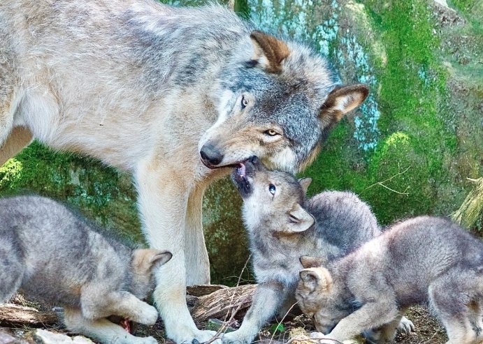 gray wolf copper creek colorado cattle