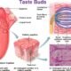 human tongue taste buds smell receptors study