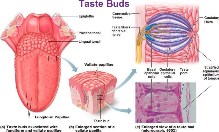 human tongue taste buds smell receptors study