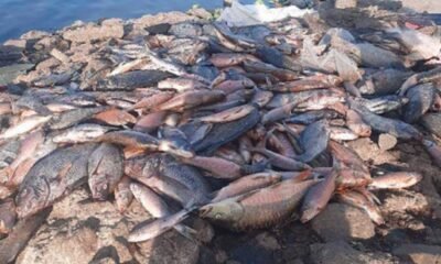 indiana river chemical spill fish kill