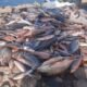 indiana river chemical spill fish kill