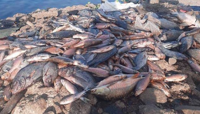 indiana river chemical spill fish kill