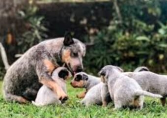 lab australian cattle dog puppies grand junction adoption