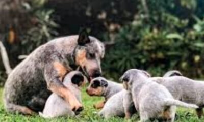 lab australian cattle dog puppies grand junction adoption