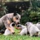 lab australian cattle dog puppies grand junction adoption
