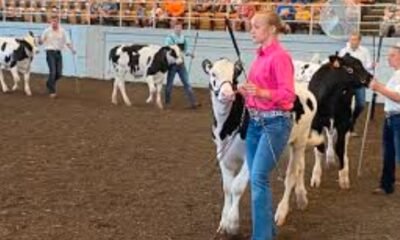 mesa county fair livestock kids showing cattle