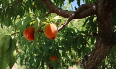 palisade colorado peach harvest orchard july 2025